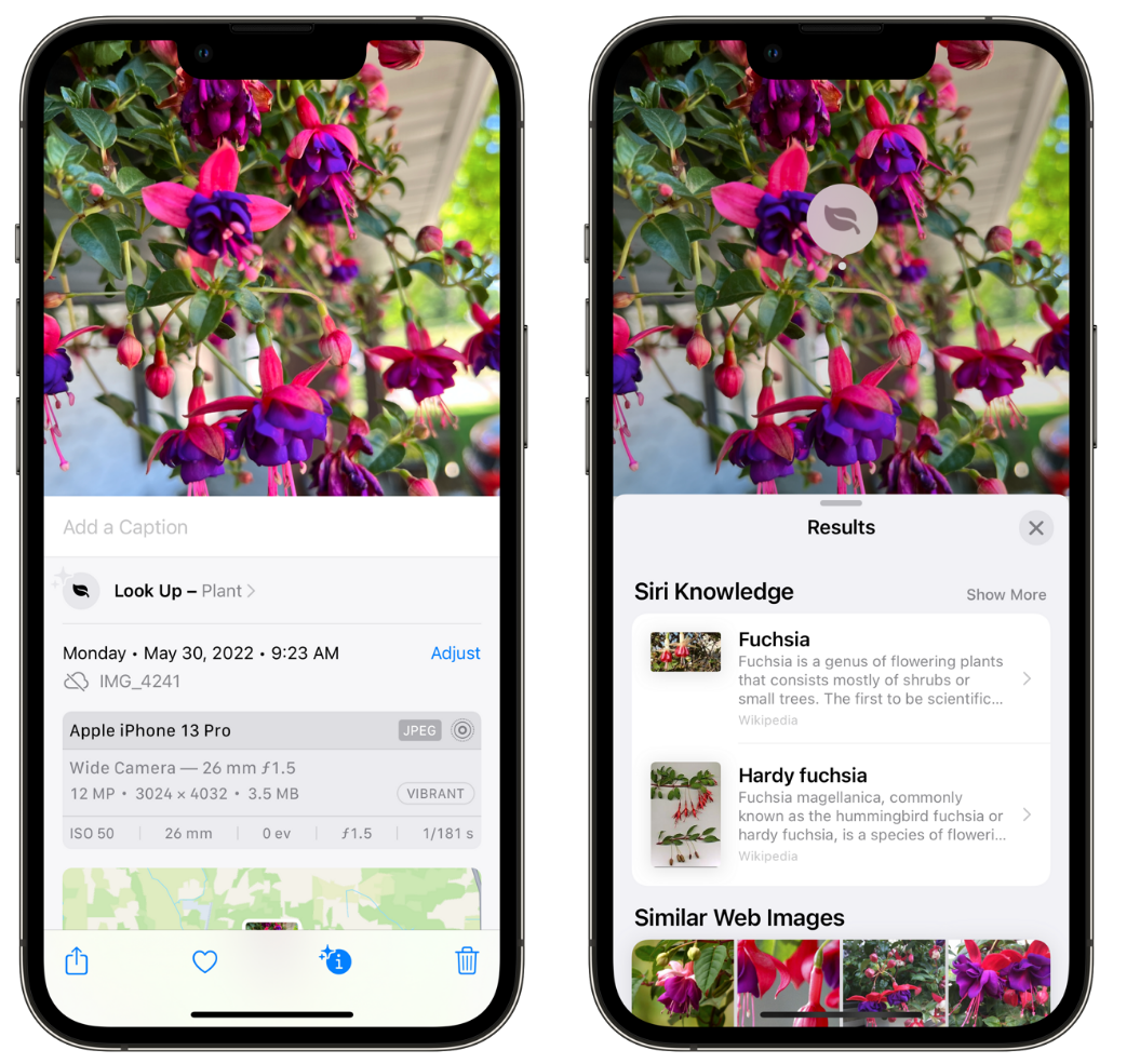 若尔盖苹果手机维修分享小技巧：使用 iPhone 相机识别花卉植物 